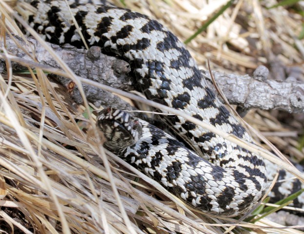 prima berus della stagione